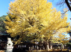 野木神社の大いちょう