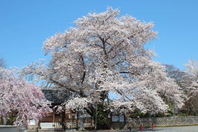 満福寺のソメイヨシノ